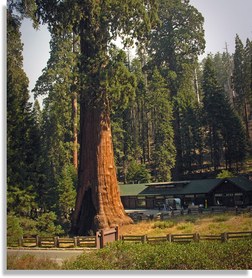 Sequoia Bed and Breakfast